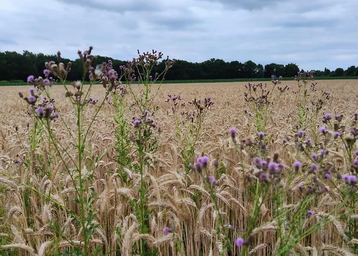 Landbrise Petersfeld